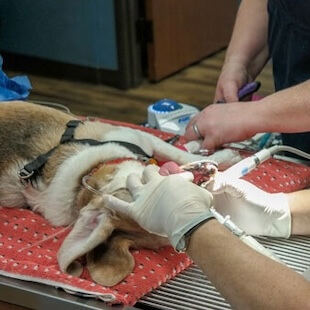 Advanced Pet Dentistry in Weatherford