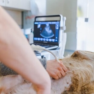 Pet Diagnostics in Weatherford