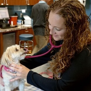 Pet Wellness Exams in Weatherford