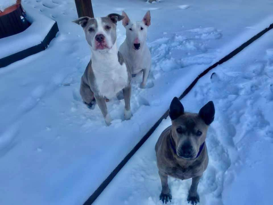 Cold Weather Tips for Pets - Holland Lake Animal Hospital