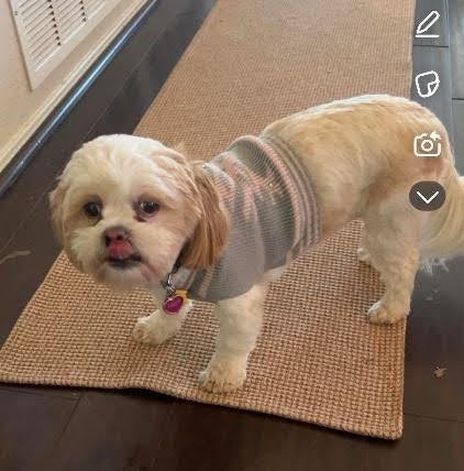 Cold Weather Tips for Pets - Holland Lake Animal Hospital