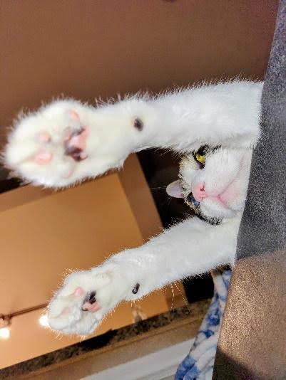 Cold Weather Tips for Pets - Holland Lake Animal Hospital