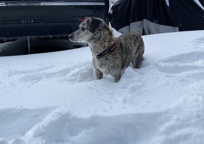 Cold Weather Tips for Pets - Holland Lake Animal Hospital