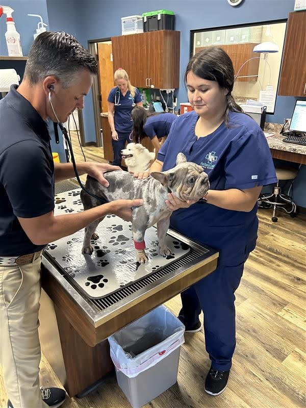 Wellness Exams for Pets at Holland Lake Animal Hospital