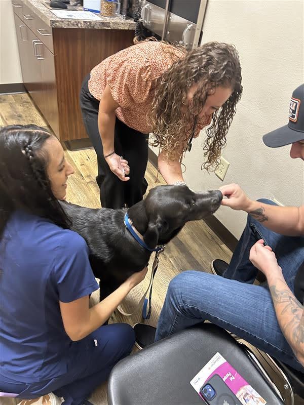 Wellness Exams for Pets at Holland Lake Animal Hospital