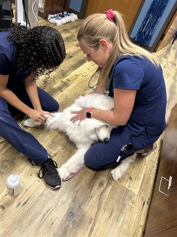 Wellness Exams for Pets at Holland Lake Animal Hospital