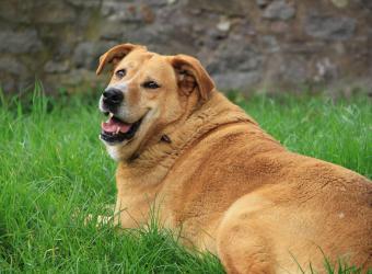 Dog Obesity: How to Help Your Dog Lose Weight