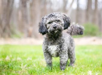 Deciphering Dog Body Language