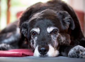 Arthritis in Pets: A Joint Affair