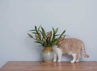 10 Most Common Household and Garden Pet Toxins to Avoid