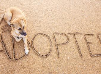 10 Questions to Ask Yourself to Help Choose the Perfect Pet