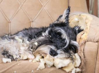 The Price of Love: Is Pet Insurance Worth It?
