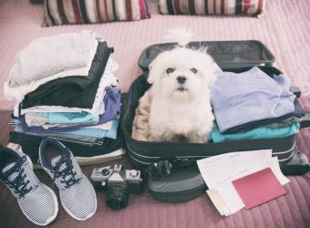 5 Tips for Safe Travels With Your Pet