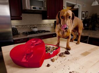 Name that Toxin: Common Pet Toxicities and Their Signs