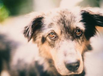From Fearful to Fear-Free: Overcoming Your Pet’s Fear, Anxiety, and Stress