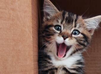 The Importance of Dental Care for Your Pet