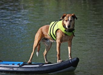 4 Summer Safety How-To’s for Your Pet