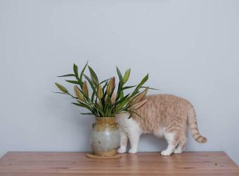 10 Most Common Household and Garden Pet Toxins to Avoid