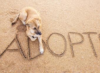 10 Questions to Ask Yourself to Help Choose the Perfect Pet