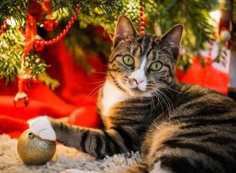 13 Unlucky Holiday Hazards that Every Pet Owner Needs to Know