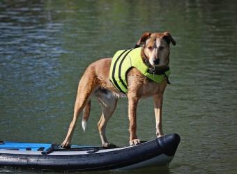 4 Summer Safety How-To’s for Your Pet