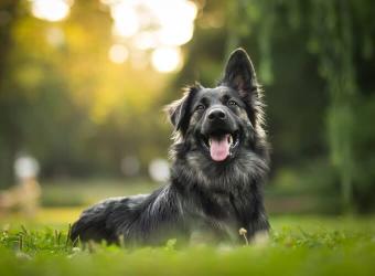 5 Tips on Managing Your Pet’s Allergies