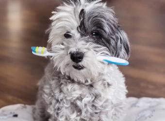 5 Tips to Boost Your Pet’s Dental Health