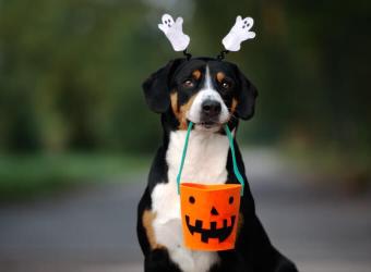 5 Ways to Help Your Pet Have a Howling Good Howl-o-Ween