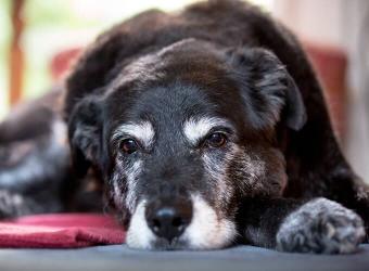Arthritis in Pets: A Joint Affair