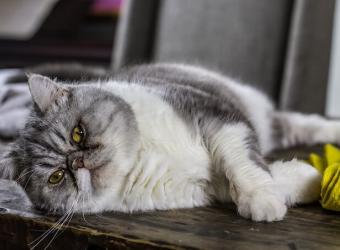 Cat Obesity: How to Help Your Cat Lose Weight