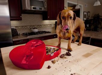 Name that Toxin: Common Pet Toxicities and Their Signs