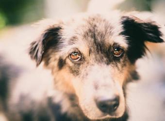 From Fearful to Fear-Free: Overcoming Your Pet’s Fear, Anxiety, and Stress