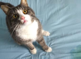 Inappropriate Urination In Cats