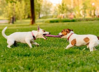 Let’s Get Physical: 4 Tips for Managing Your Pet’s Weight