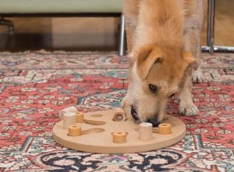Pet Planning for the New Year: 5 Resolutions for Pet Owners