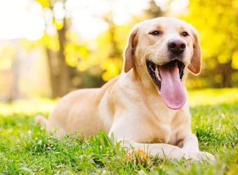 Pets and Heat: The Do’s and Don’ts