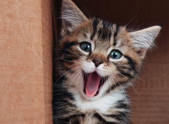 The Importance of Dental Care for Your Pet