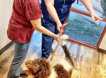 When Is It Time for a Vet Visit?